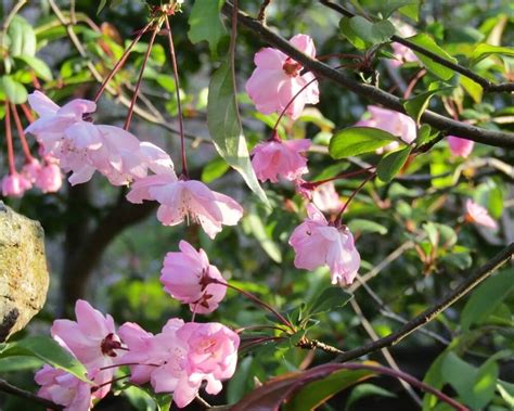 海棠開花|カイドウ（海棠）とは？花言葉などの特徴や桜との違。